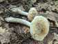 Fésűsperemű galóca (Amanita eliae), Mátra